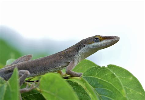 Brown Anole Reptile Anole Lizard Brown Lizard-20 Inch By 30 Inch ...