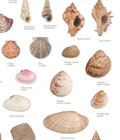 Pin on Nature - Shells | Sea shells, Sea glass shell, Shells