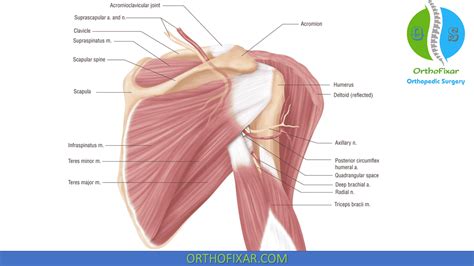 Scapula Anatomy | OrthoFixar 2024