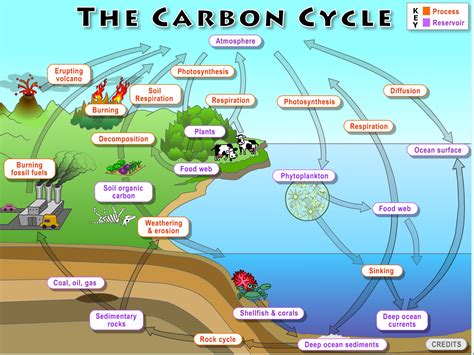 Carbon Cycle Diagram Label