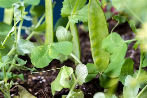 How to Grow and Care for Snow Peas