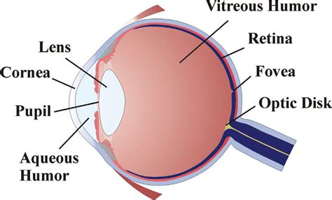 Schematic of the eye. | Download Scientific Diagram