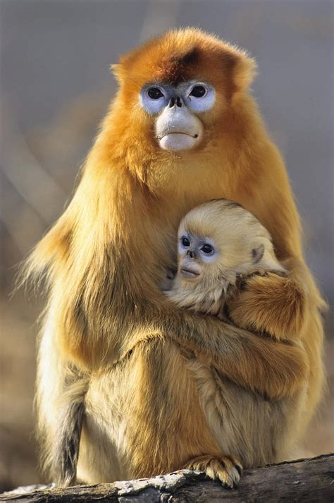 Golden Snub-nosed Monkey And Baby China Photograph by Konrad Wothe ...