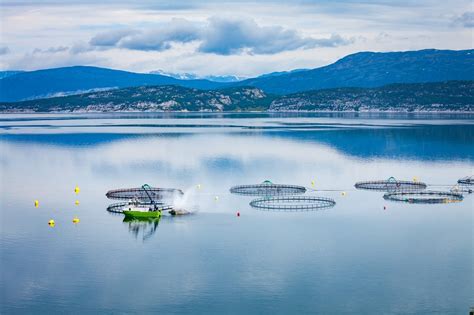 Take a Look Inside a Sustainable Fish Farm - The Healthy Fish