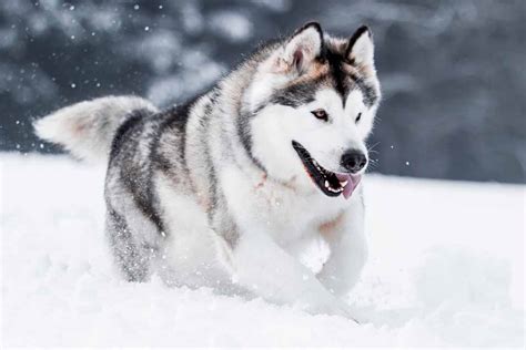 What is the Difference Between Alaskan Malamutes, Siberian, and Alaskan ...