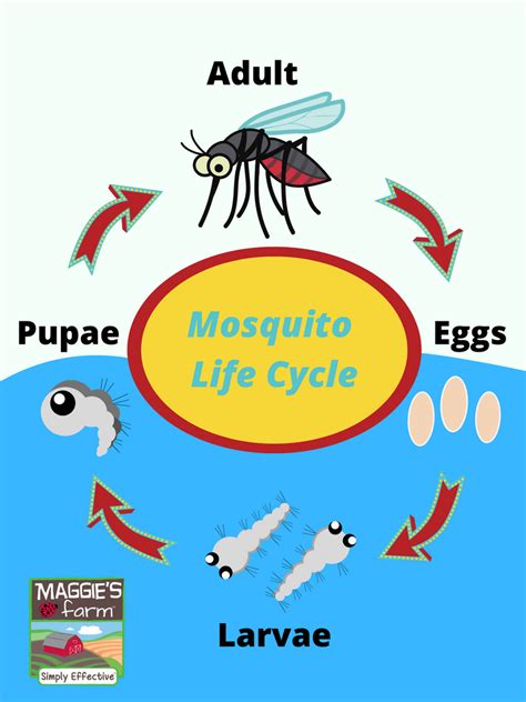 Mosquito Life Cycle – Maggie's Farm Ltd