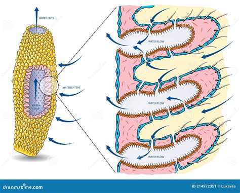 Sponge Anatomy-water Circulation Cartoon Vector | CartoonDealer.com ...