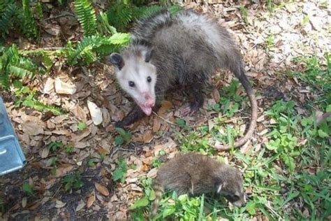 What It Means When You See an Active Opossum During the Day | Opossum ...