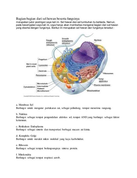 Bagian Bagian Sel Tumbuhan Dan Fungsinya - IMAGESEE