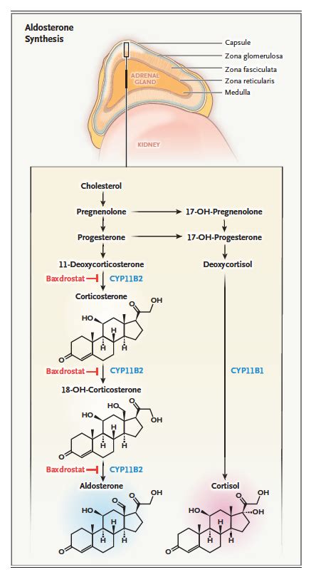 NEJM on Twitter: "Baxdrostat decreases levels of aldosterone by ...