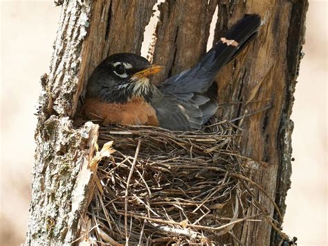 American Robin Nesting (All You Need To Know) | Birdfact