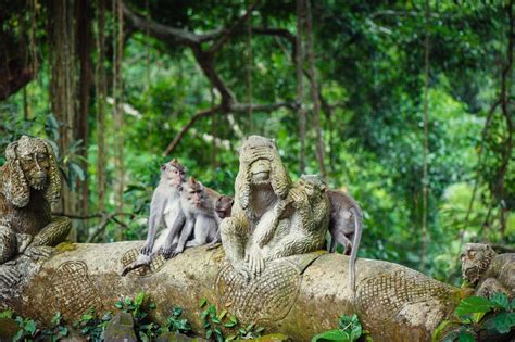 Ubud Monkey Forest , Bali, Indonesia - Sports-Outdoors Review - Condé ...