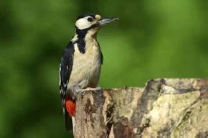 Does a Woodpecker Wrap Its Tongue Around Its Brain?