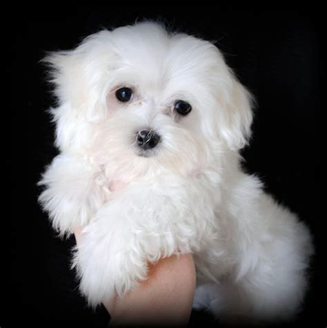 Maltese (Dog) - Puppies, Rescue, Pictures, Information, Temperament ...