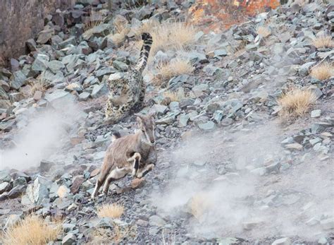 Snow Leopard hunting Blue Sheep | Smithsonian Photo Contest ...