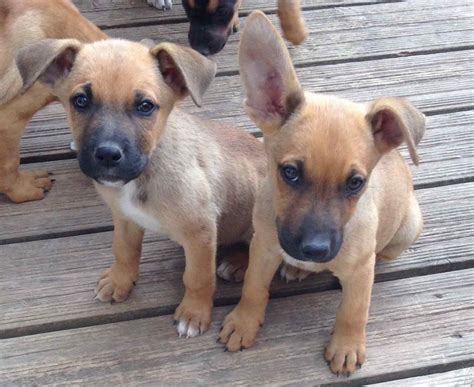 33+ German Shepherd English Bulldog Mix For Sale Picture ...