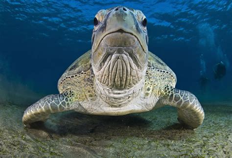 Underwater Photo Contest 2014 Winners – Fubiz Media