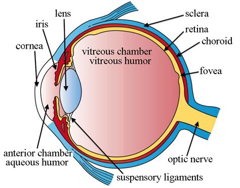 What Does the Eye Look Like? – Diagram of the Eye | Harvard Eye Associates