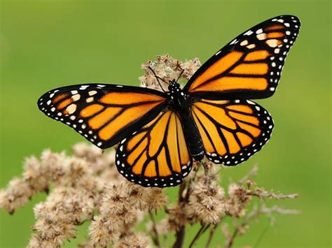 Monarch | Butterfly Conservation