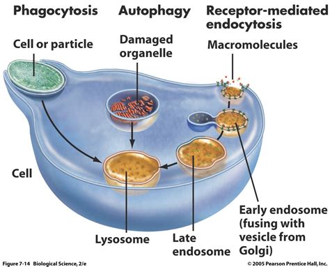 Biology Pictures: The Role of Lysosome