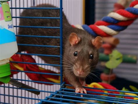 Rat Cage Requirements & Things to Avoid When Buying a Cage | Animallama