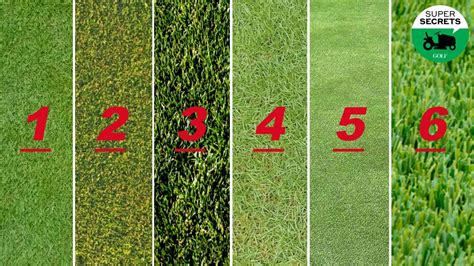 6 grass types every golfer should know, and how each affects your game