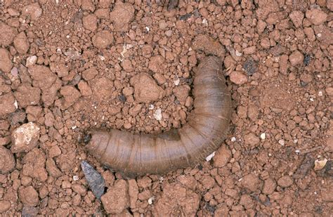 Crane fly larva - Stock Image - Z340/0616 - Science Photo Library