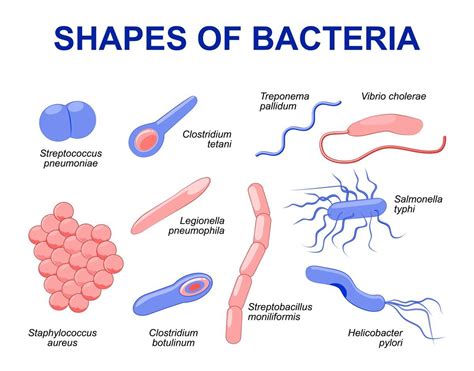 Bacteria can reproduce both sexually and asexually. Go through this ...