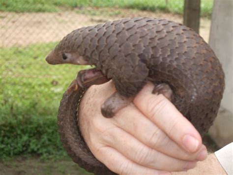 File:Tree Pangolin.JPG - Wikipedia