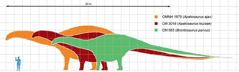 palaeontology - Size of Apatosaurus - Biology Stack Exchange