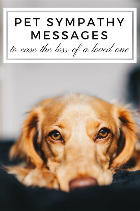 35+ Sympathy Messages for the Loss of a Pet - PetHelpful