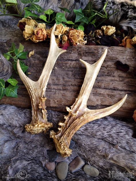 Replica Roe Deer Antlers by Elorhan on DeviantArt