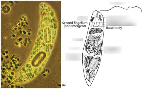 Euglenoids (Protista) Diagram | Quizlet