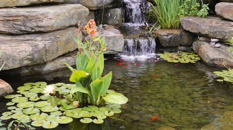 The Best Plants For Koi Ponds - A Guide To Aquatic Pond Plants ...