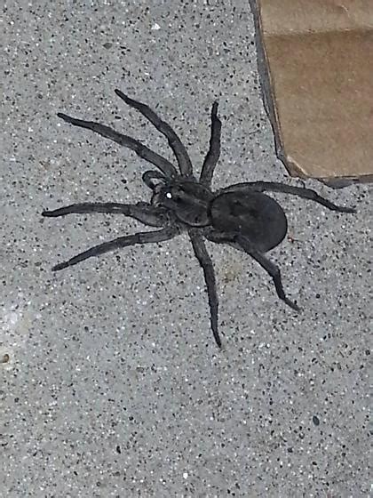 Black House Spider