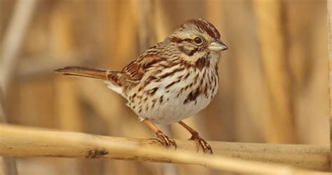 Pin on Birds on a wire