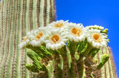 Close Up Saguaro Cactus Flower Stock Image - Image of park, fruit: 31397131