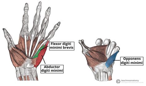 The Muscles of the Hand - Thenar - Hypothenar - TeachMeAnatomy