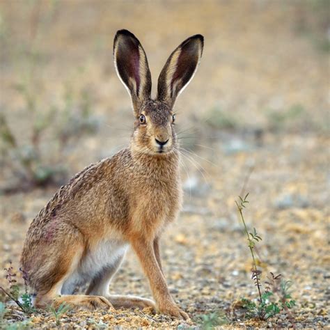 26 Animals That Live in the Desert - Kid Activities