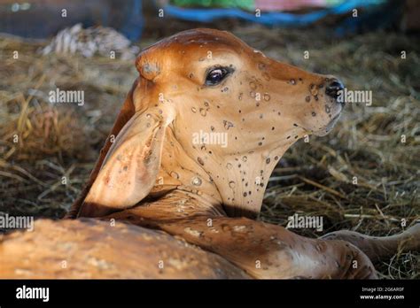 Sick cow healthy cow hi-res stock photography and images - Alamy