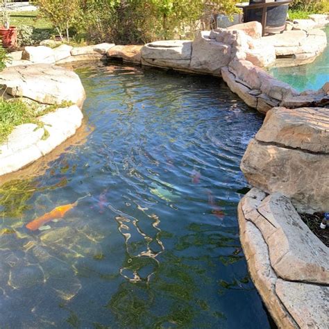 Koi Pond Maintenance,Water Systems Before and After - Gold N Koi