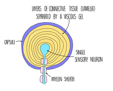 The Nervous System OCR — the science hive