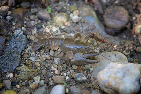 3,200+ Freshwater Crayfish Stock Photos, Pictures & Royalty-Free Images ...