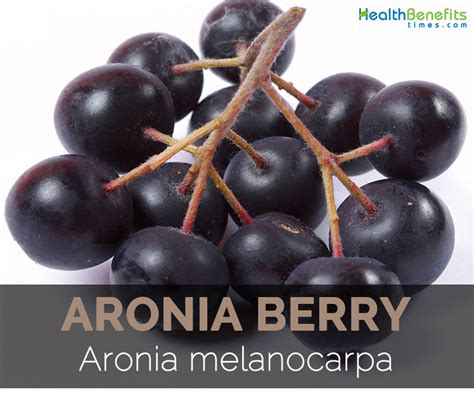 Aronia Berry Facts, Health Benefits and Nutritional Value