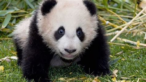 Panda Palooza: Six Giant Panda Cubs Born at San Diego Zoo - YouTube