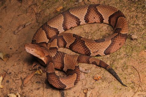 Copperhead snake bites 7-year-old girl playing at Brown County State ...