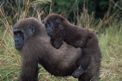 Western Lowland Gorilla & Baby Gorilla Photograph by Nhpa