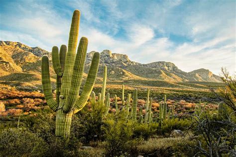 Why Plants Grow So Slow Or So Fast In the Desert | PBS