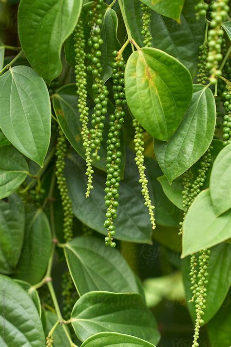 "Black Pepper Tree Fruit" by Stocksy Contributor "Adrian P Young" - Stocksy