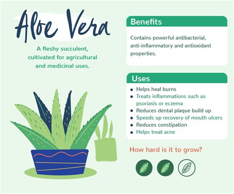 Plants with Benefits | Love The Garden | Plant benefits, Plant care ...